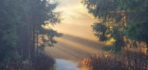 Waldweg mit Lichtstrahlen als Symbol für Hoffnung in der Trauer