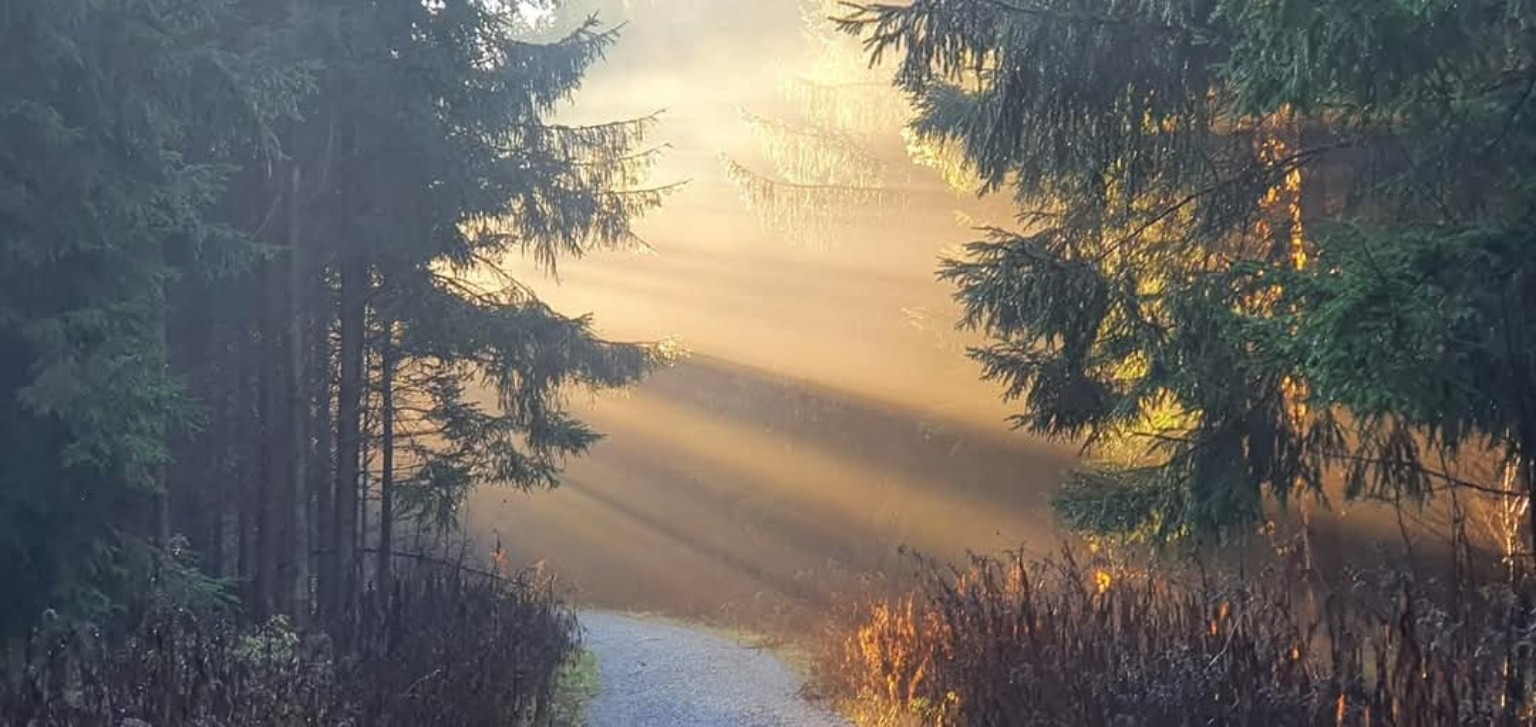 Waldweg mit Lichtstrahlen als Symbol für Hoffnung in der Trauer